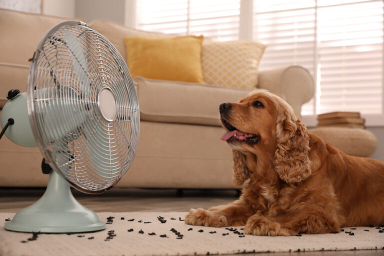 English,Cocker,Spaniel,Enjoying,Air,Flow,From,Fan,On,Floor
